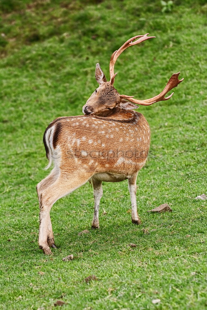 Similar – Foto Bild Steil bergab Umwelt Natur