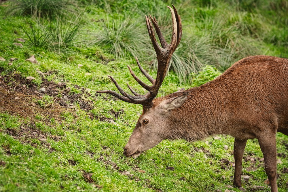 Similar – Foto Bild Stolz Umwelt Natur