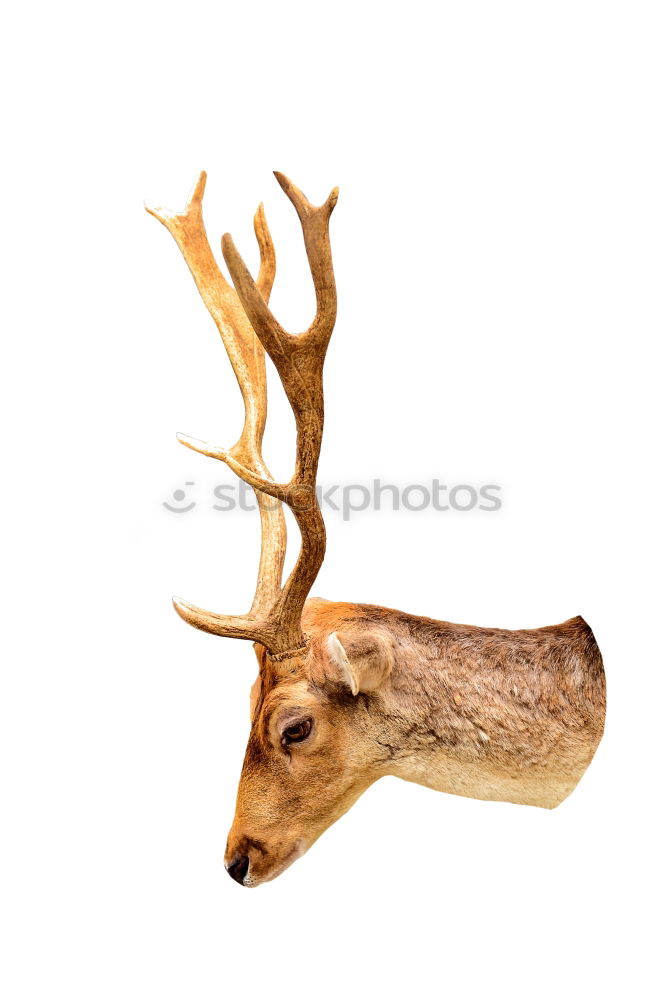 Similar – Image, Stock Photo White deer Animal