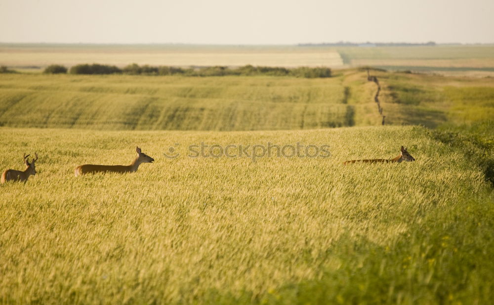 Similar – Image, Stock Photo [Linum 1.0] Crane meeting