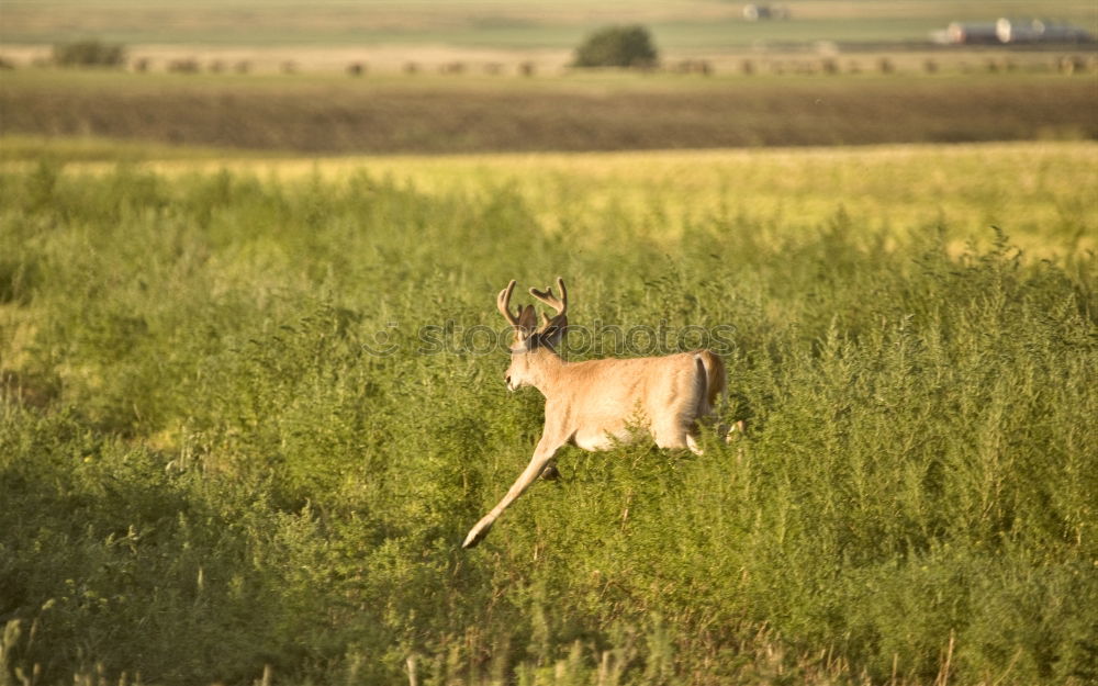 Similar – Foto Bild rehlein Natur Landschaft