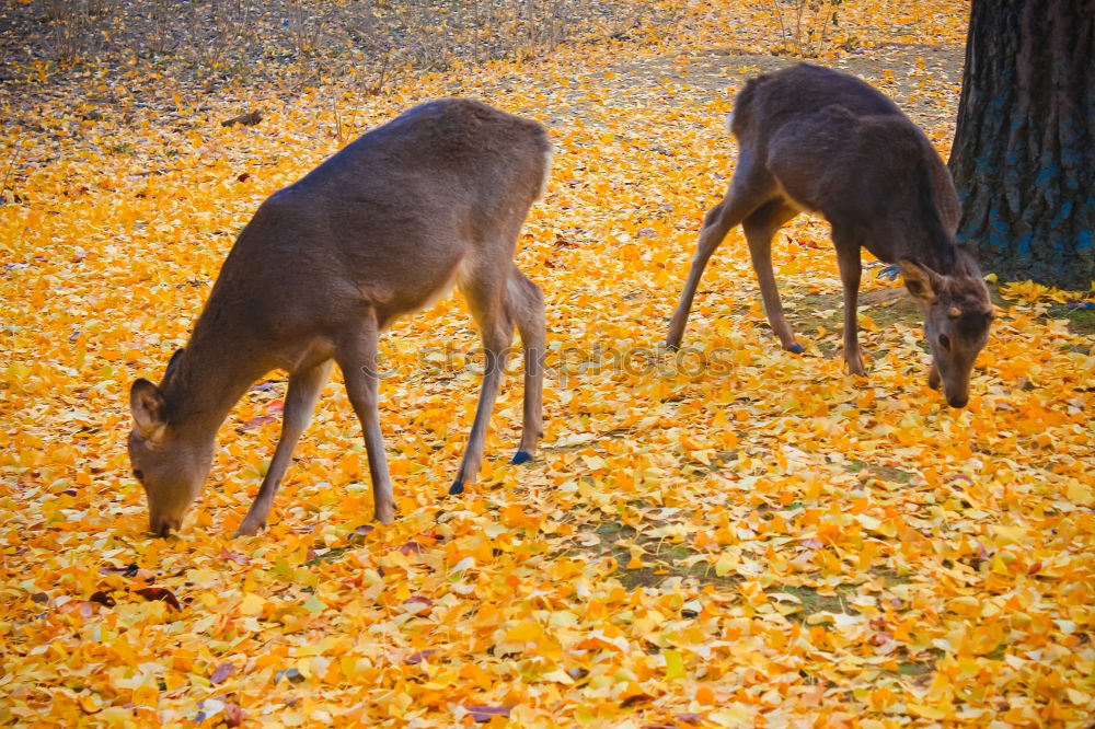 Similar – deers on rural road