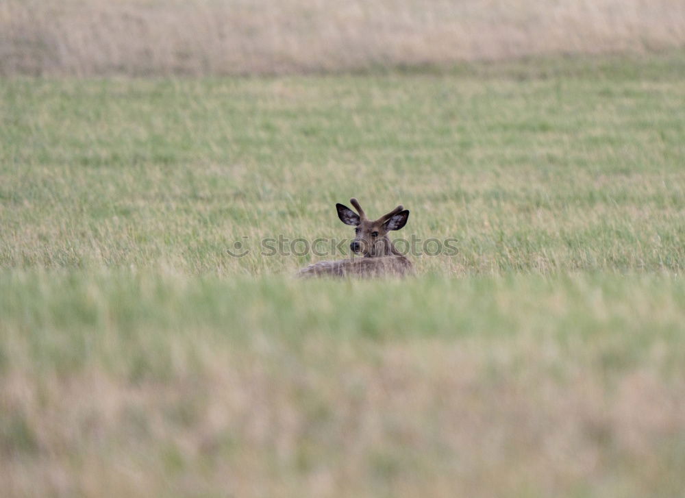 Similar – Deer! Environment Nature