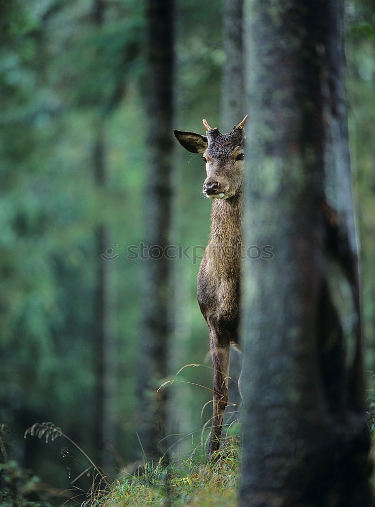 Similar – Image, Stock Photo fawn Nature Grass Meadow