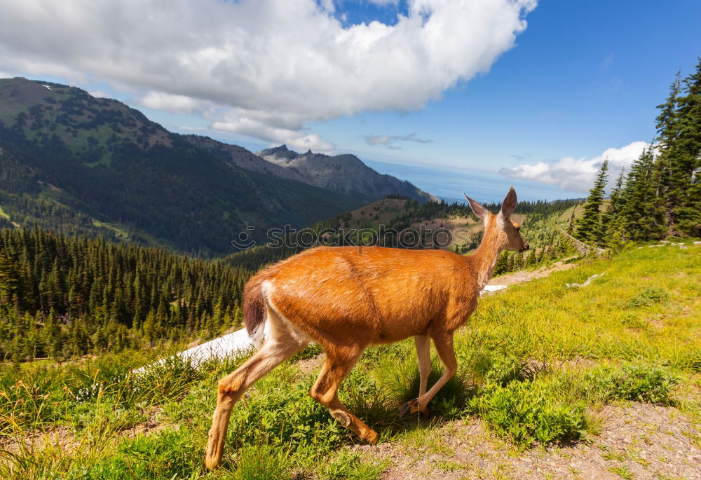 Similar – MUHHH!!! Mountain Hiking