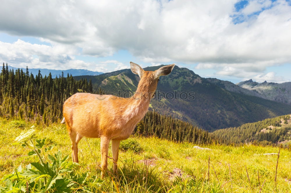 Similar – Horses on winter mountains