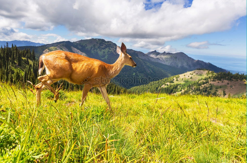 Similar – Image, Stock Photo Cows on the summit