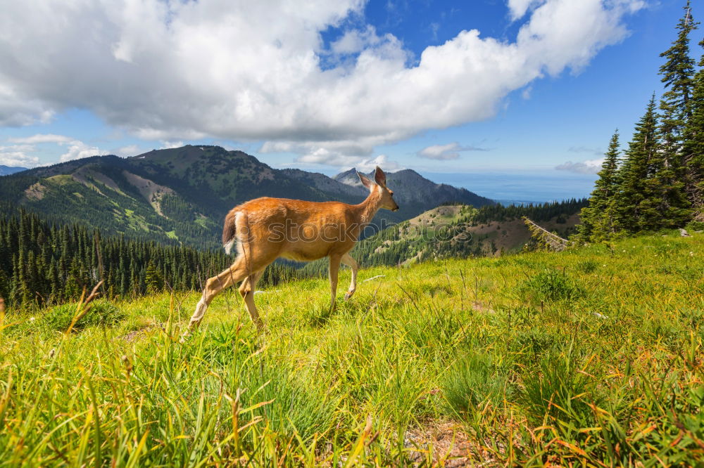 Similar – MUHHH!!! Mountain Hiking