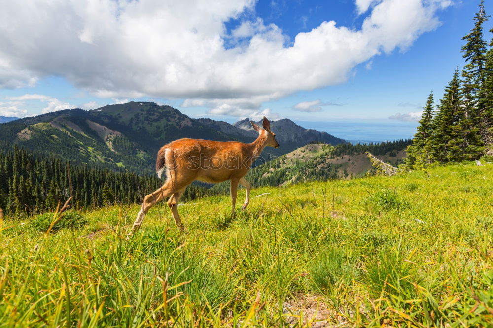 Similar – MUHHH!!! Mountain Hiking