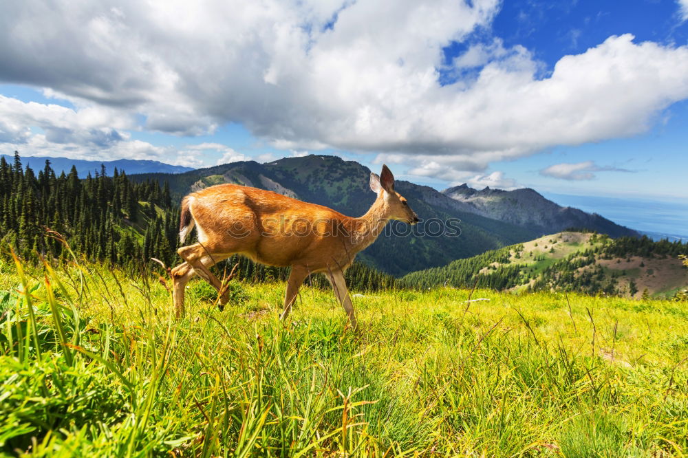 Similar – Image, Stock Photo Cows on the summit