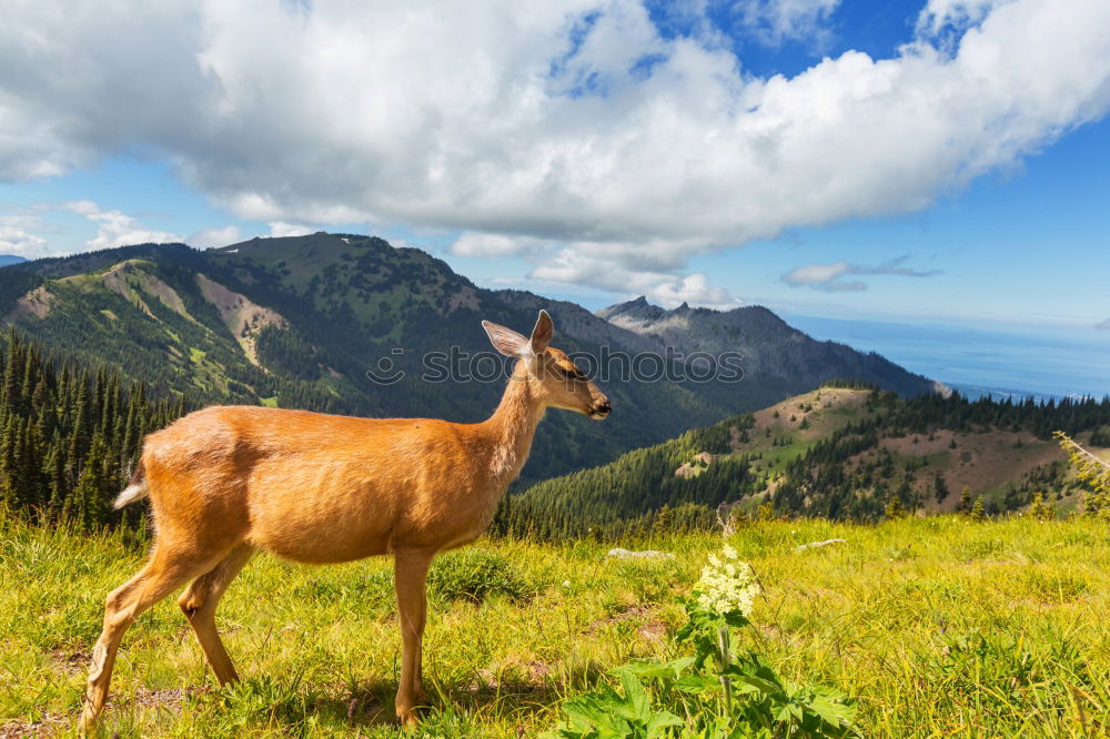 Similar – MUHHH!!! Mountain Hiking