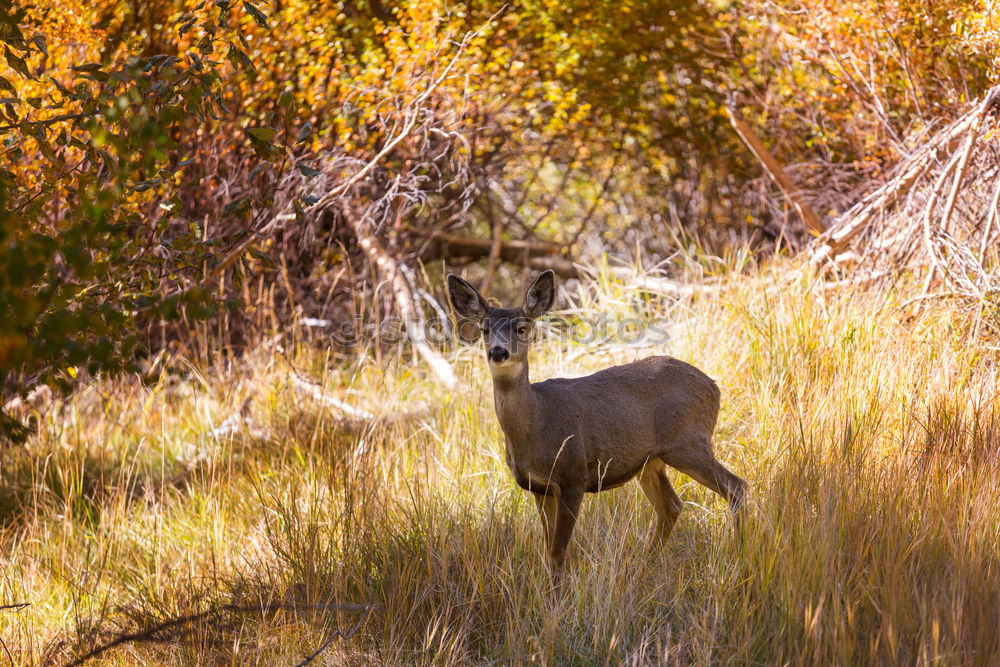 Similar – deer stag in the woods