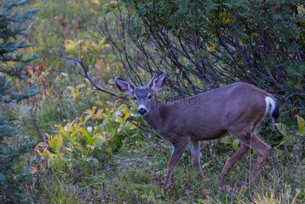 Similar – munching deer Animal