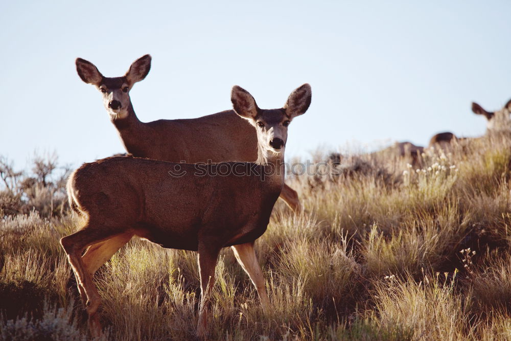 Similar – Image, Stock Photo What to watch Environment