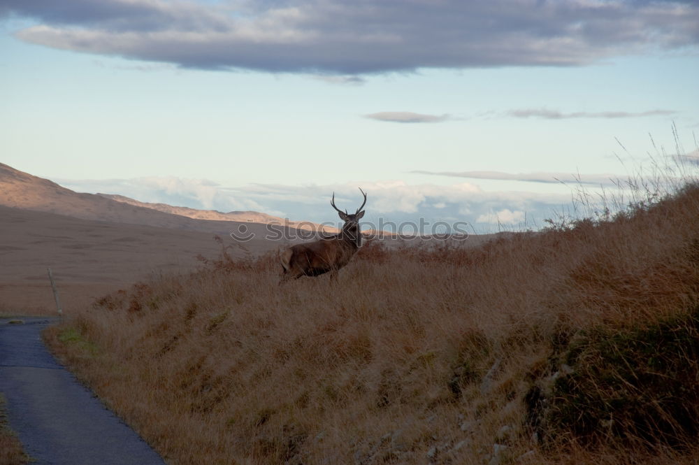 Similar – Huancayo Mountain Nature