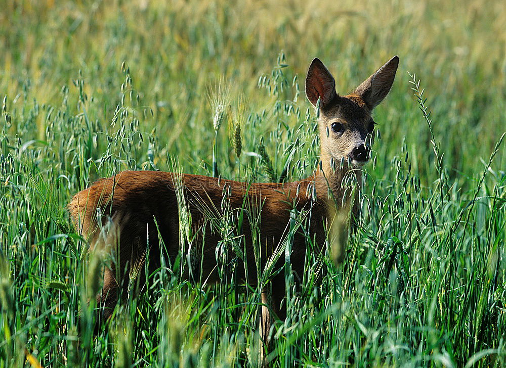 Similar – Image, Stock Photo fawn Nature Grass Meadow