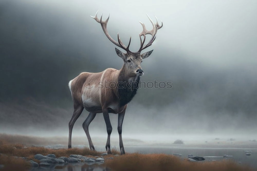 Similar – Stag at sunrise in winter landscape