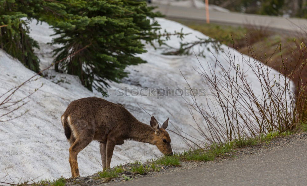 Similar – Attention: There is no deer crossing here!