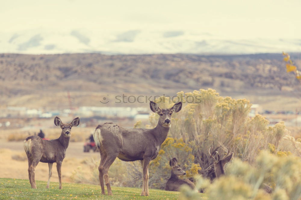 Similar – Image, Stock Photo Guanaco Animal 1 Brown