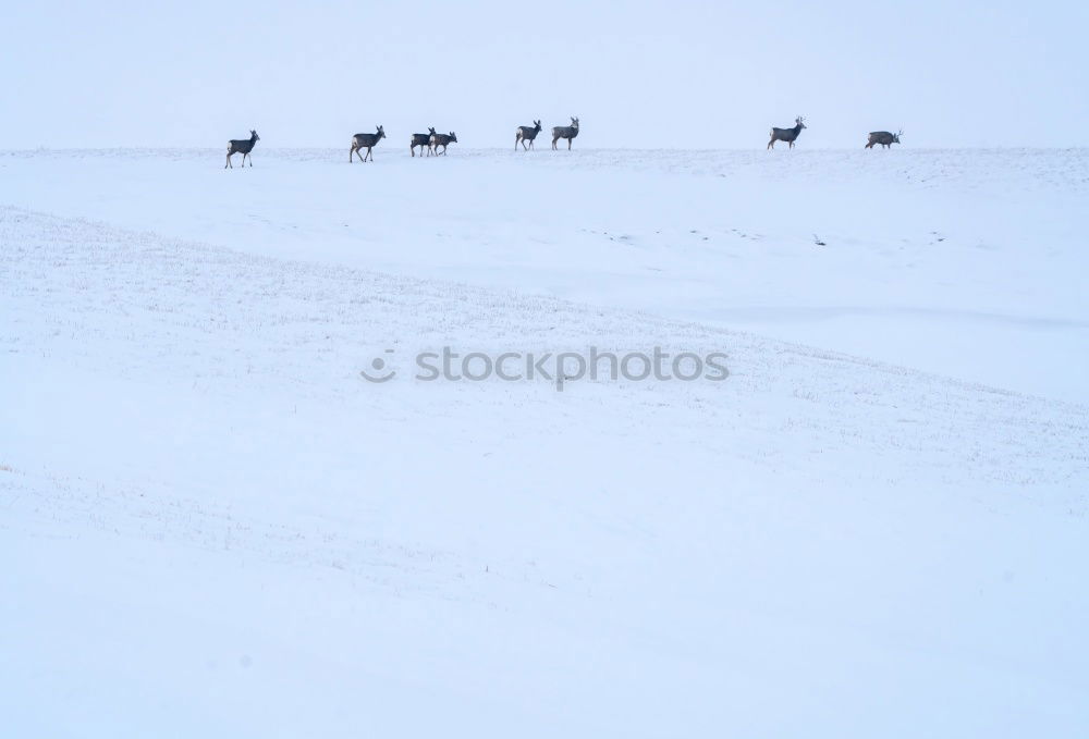 Similar – Image, Stock Photo Sled dog team at full speed