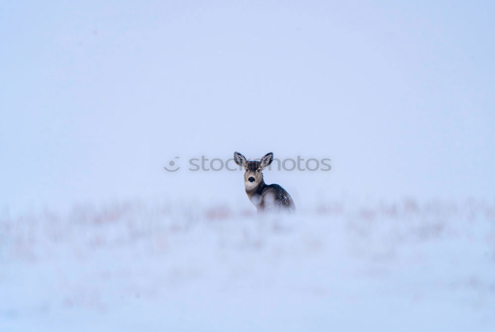 Similar – Foto Bild Jump, jump … Ostern