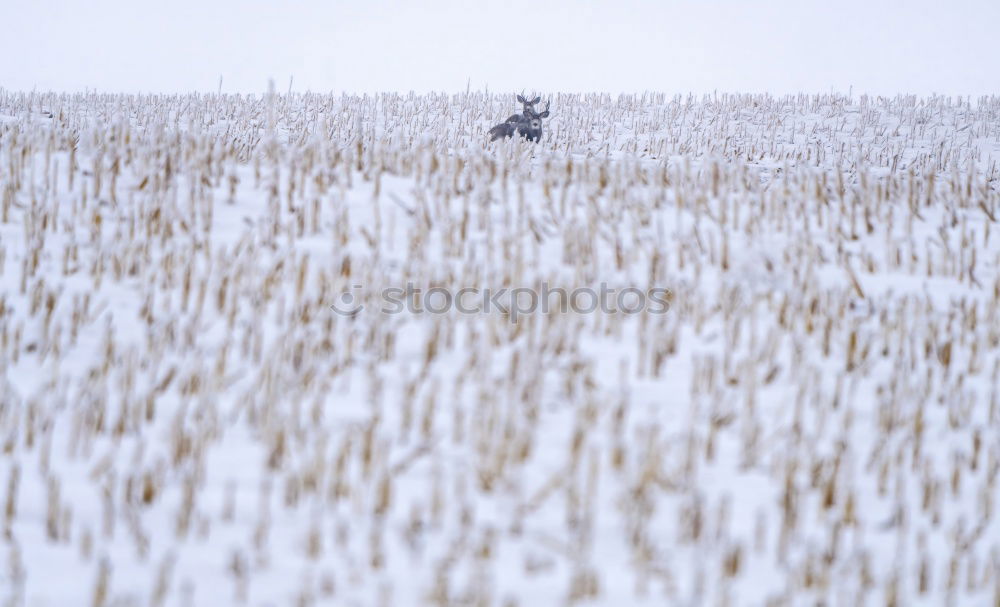 Similar – Image, Stock Photo One person leaning on a cross in a snowy field