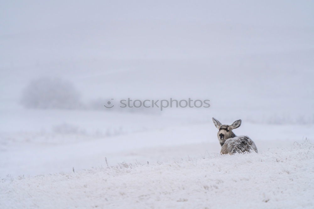 Similar – playball Dog Snow Snowfall