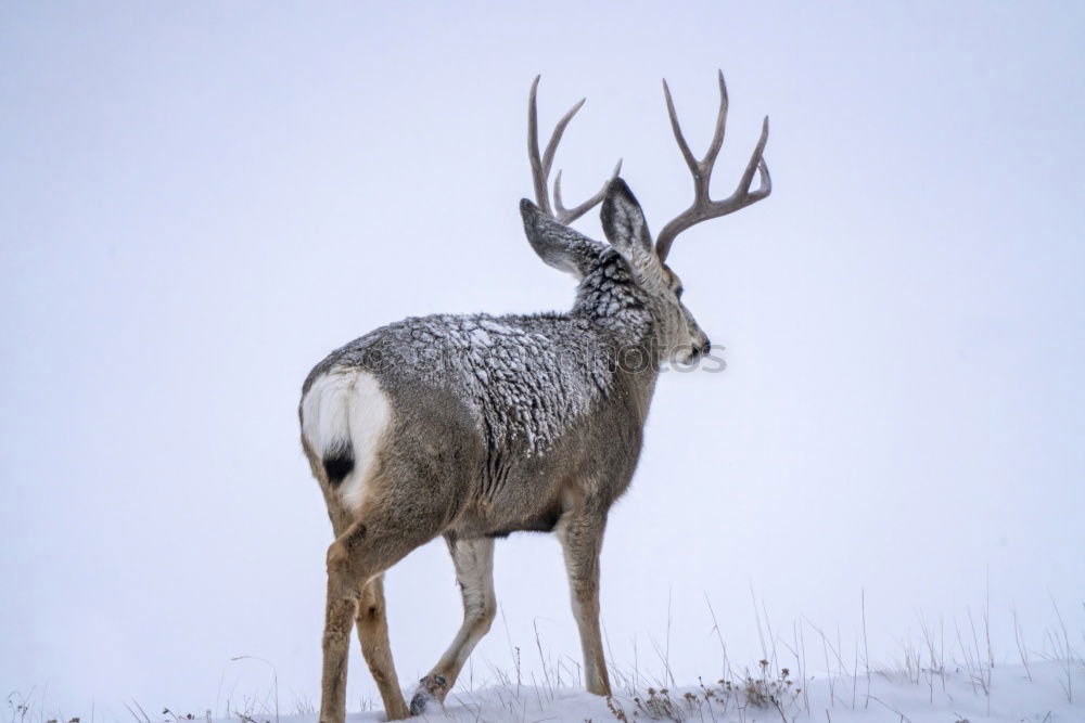 Similar – Image, Stock Photo Deer with big horns Winter