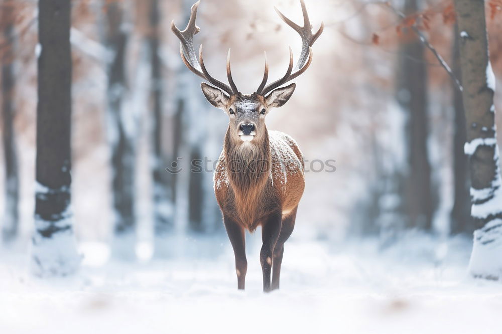 Similar – Image, Stock Photo Deer with big horns Winter