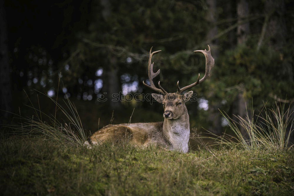 Similar – Portrait of a fallow deer looking back