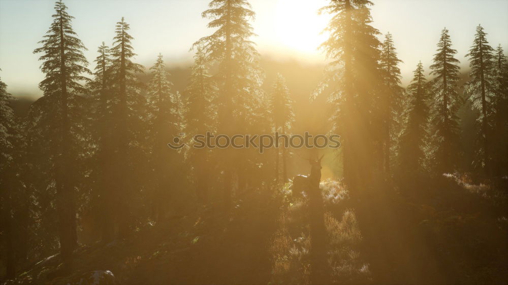 Similar – Sonnennebel Nebel Oktober