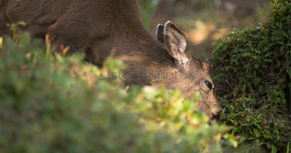 Similar – Foto Bild scheues waldtier mit 3 buchstaben?