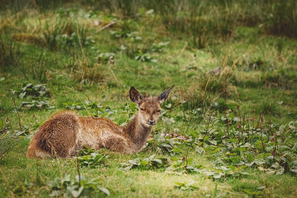 Similar – Image, Stock Photo Not a good hiding place.