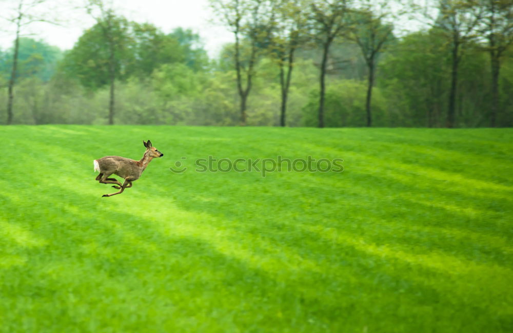 Similar – Image, Stock Photo Groundkeeper (powered by akai)