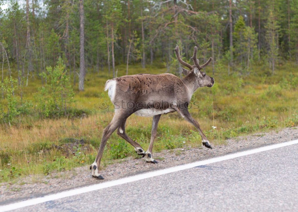 Similar – Attention: There is no deer crossing here!