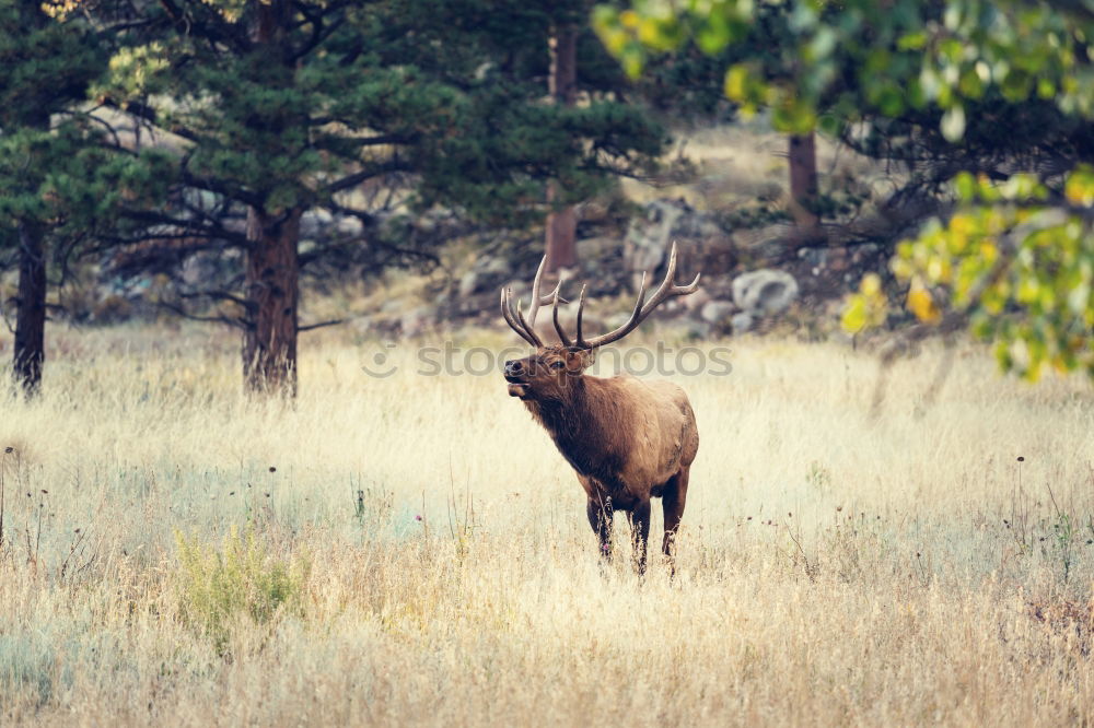 Similar – Image, Stock Photo elk test Autumn Grass