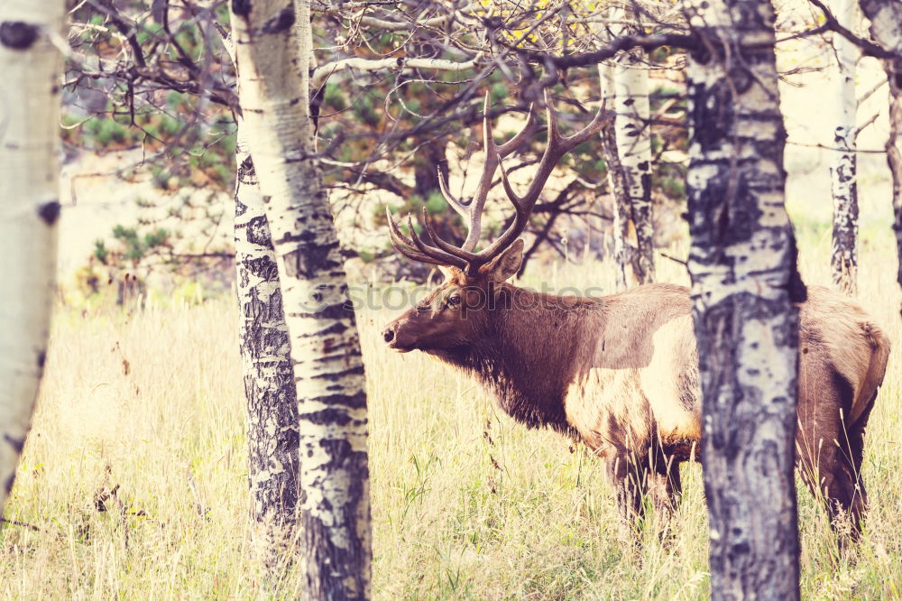 Similar – Image, Stock Photo elk test Autumn Grass