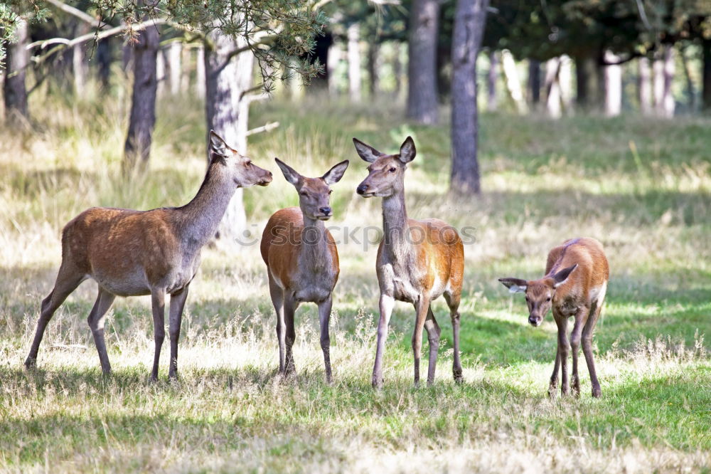 Similar – Image, Stock Photo graces Animal Wild animal