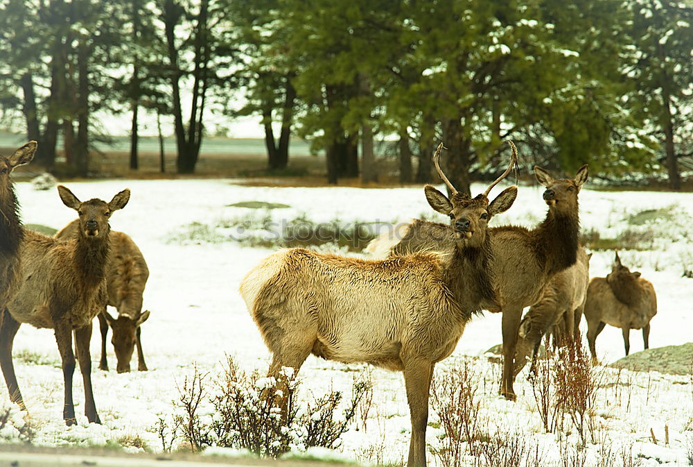 Similar – Bambi Roe deer Enclosure