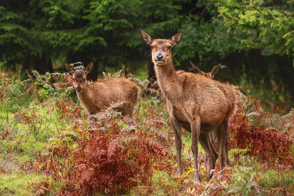 Similar – Image, Stock Photo Young stag in picturesque landscape in Scotland