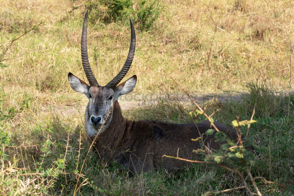 Similar – waterbuck