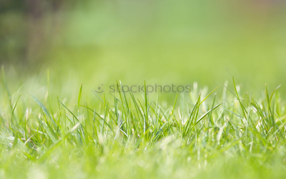 Similar – Image, Stock Photo green Environment Nature