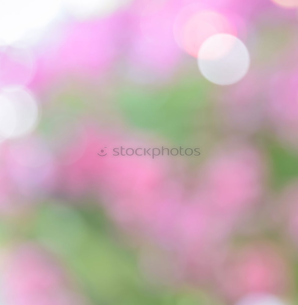 Purple flowers in front of pink garden furniture