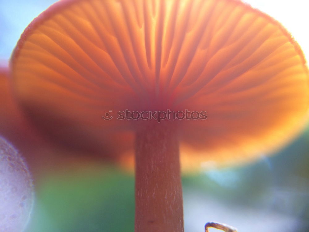 Similar – fly agaric Environment