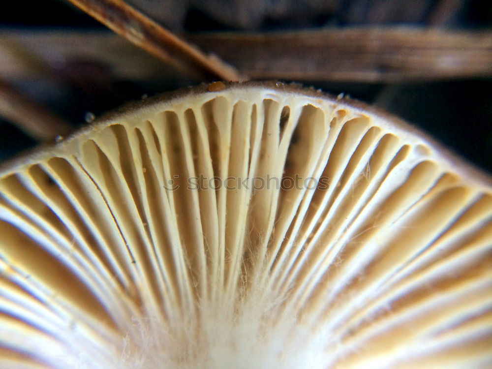 Similar – Mushroom in moss Nature