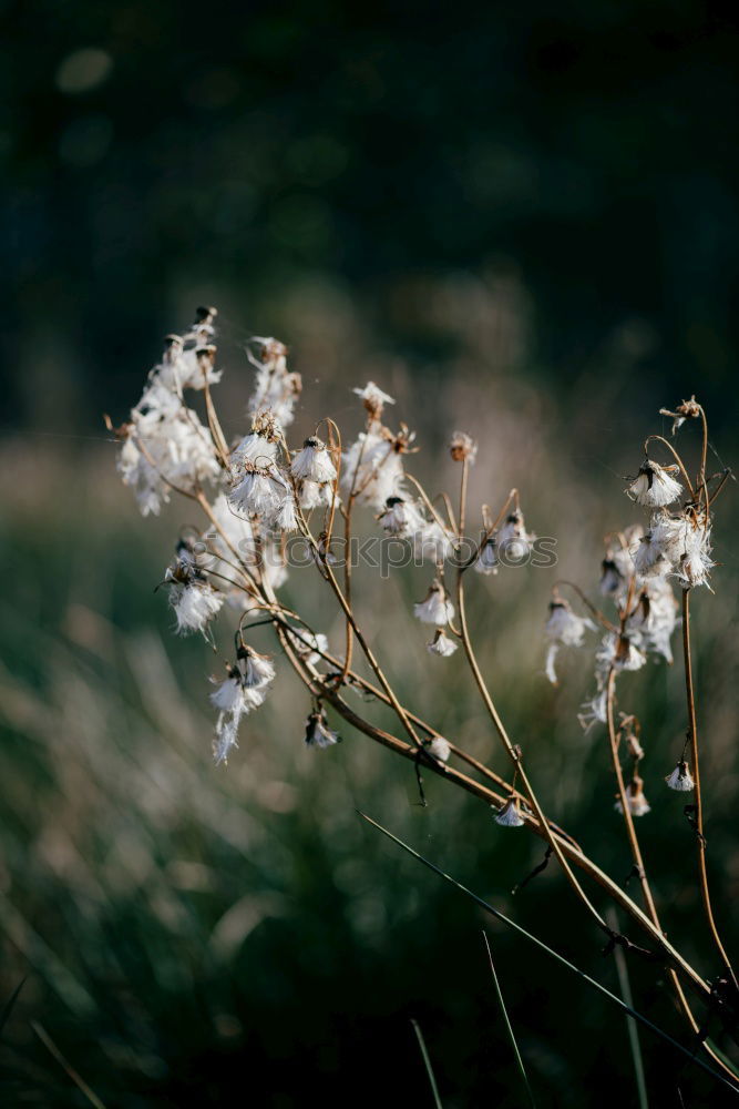 Similar – trauerblumen Wiese Feld