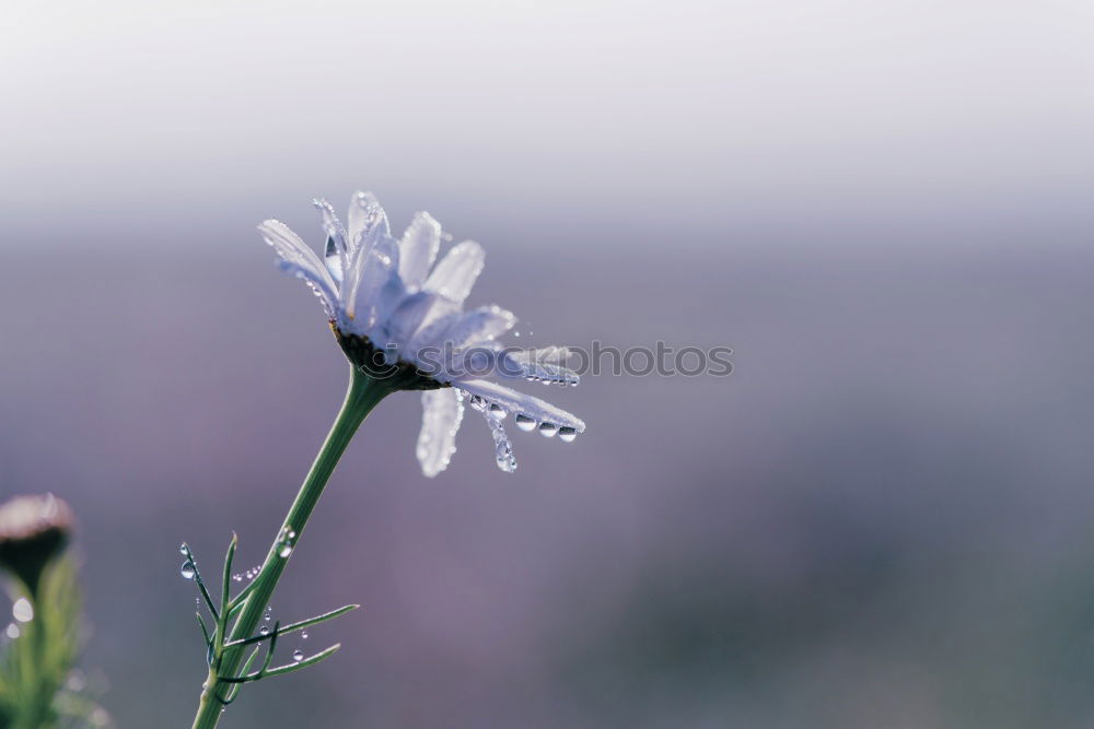 Similar – Image, Stock Photo early in the morning on the fields II