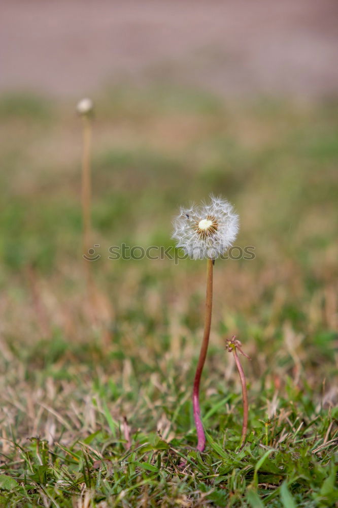 Similar – Image, Stock Photo cheerful to cloudy