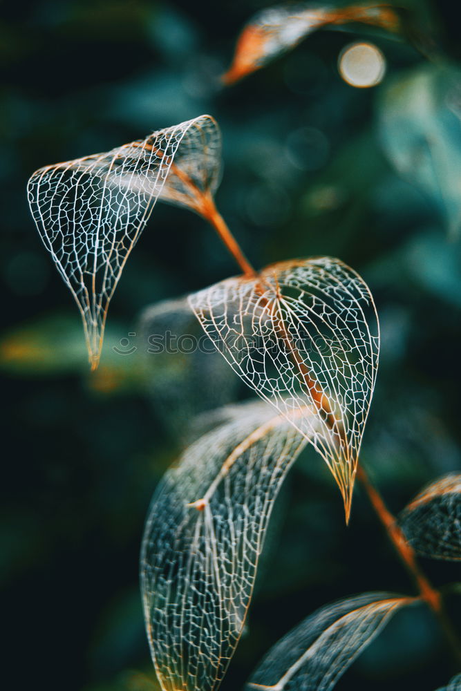 Similar – Image, Stock Photo farewell kiss Environment