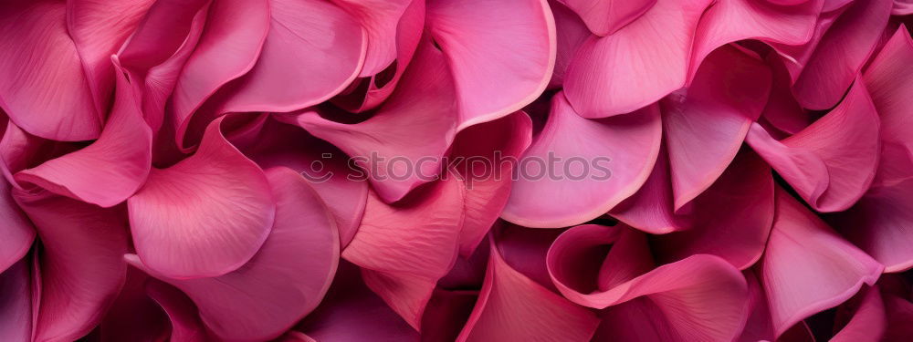 Similar – Image, Stock Photo skinning Food Vegetable